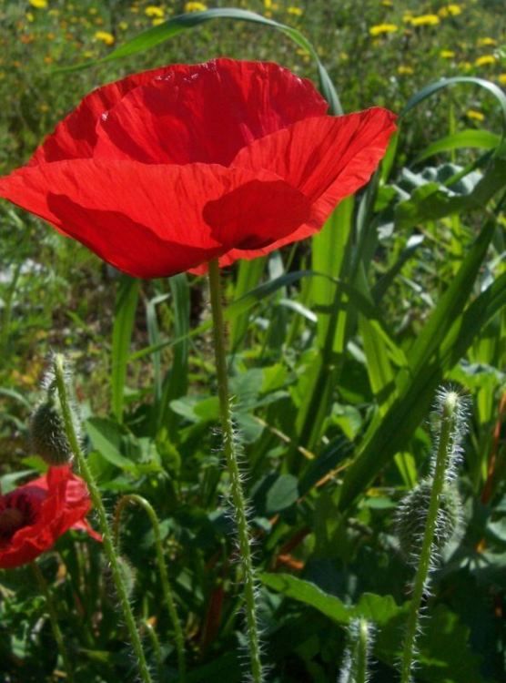 راهنمای نگهداری و پرورش گل و گیاهان زینتی - گل شقایق